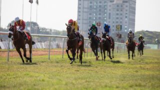 horses, horse race, horse racing, horse riding, horse running, horsebackriding